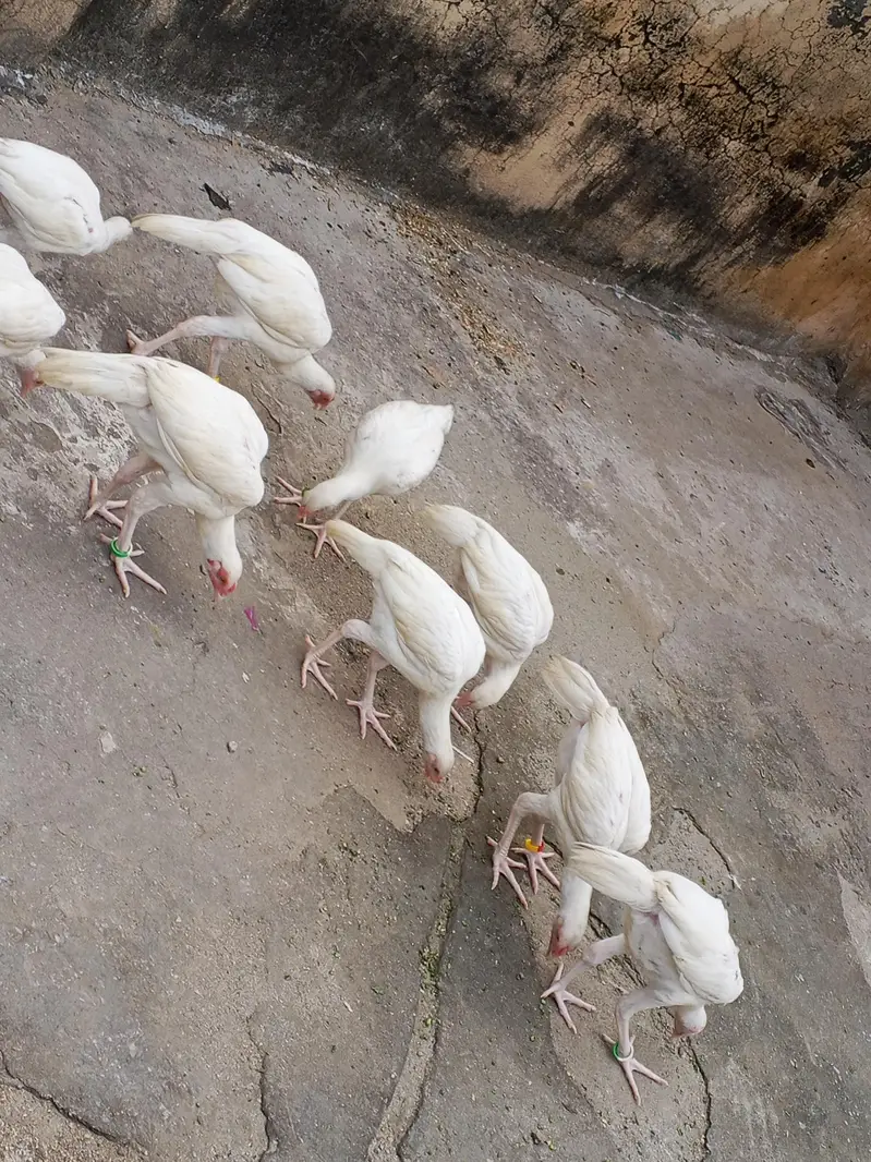 Paper White Heera Pairs — photo 6