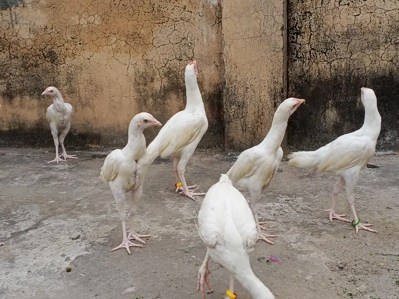 Paper White Heera Pairs — photo 7