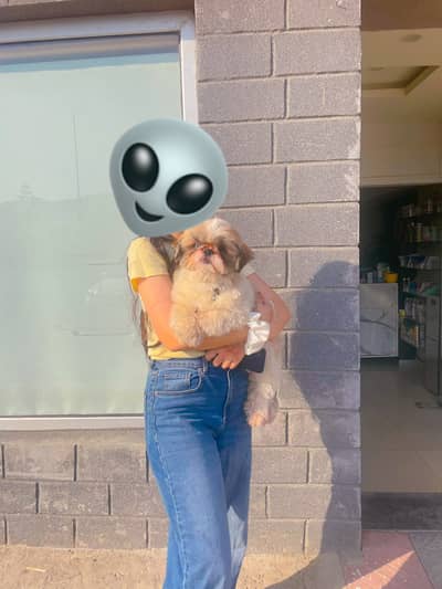 Healthy 1-Year-Old Shih Tzu for Sale