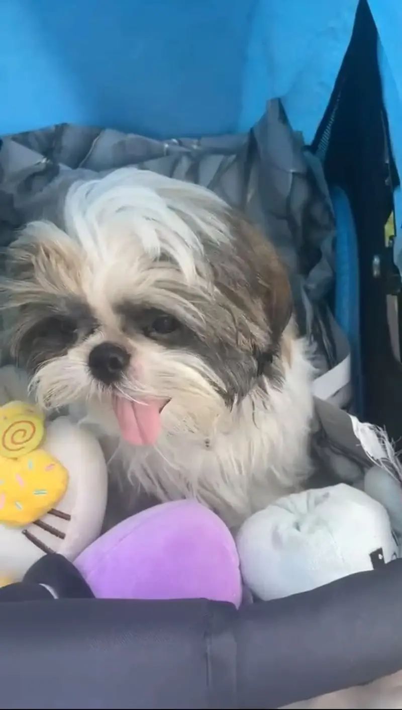 Healthy 1-Year-Old Shih Tzu for Sale — photo 2