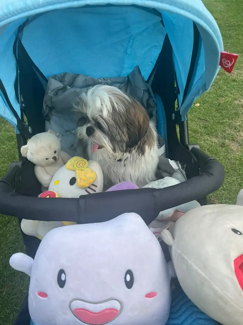 Healthy 1-Year-Old Shih Tzu for Sale — photo 3