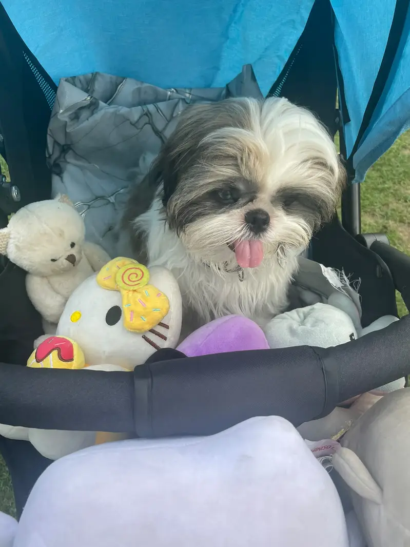 Healthy 1-Year-Old Shih Tzu for Sale — photo 4