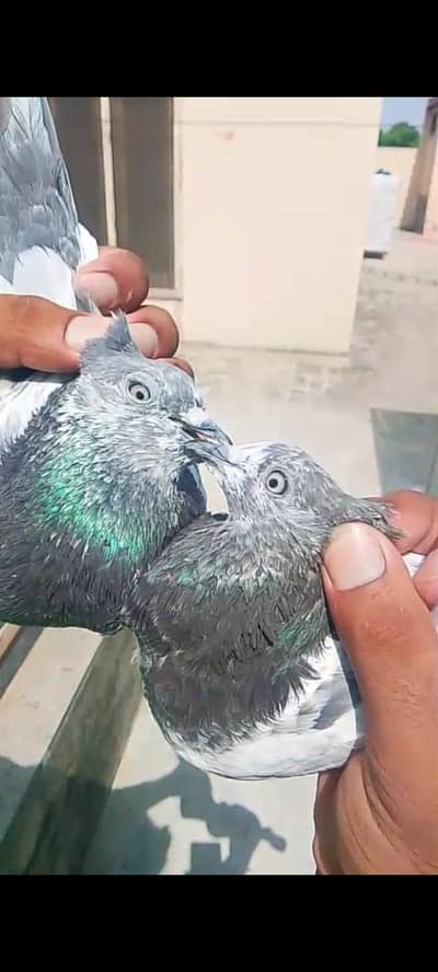 ferozpuri teddy goldan prinse kamagar dabwale or lal motiowale kabutar