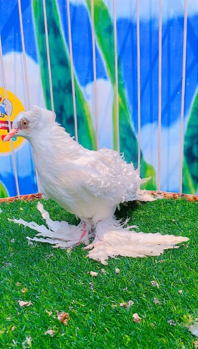 Fancy pigeon