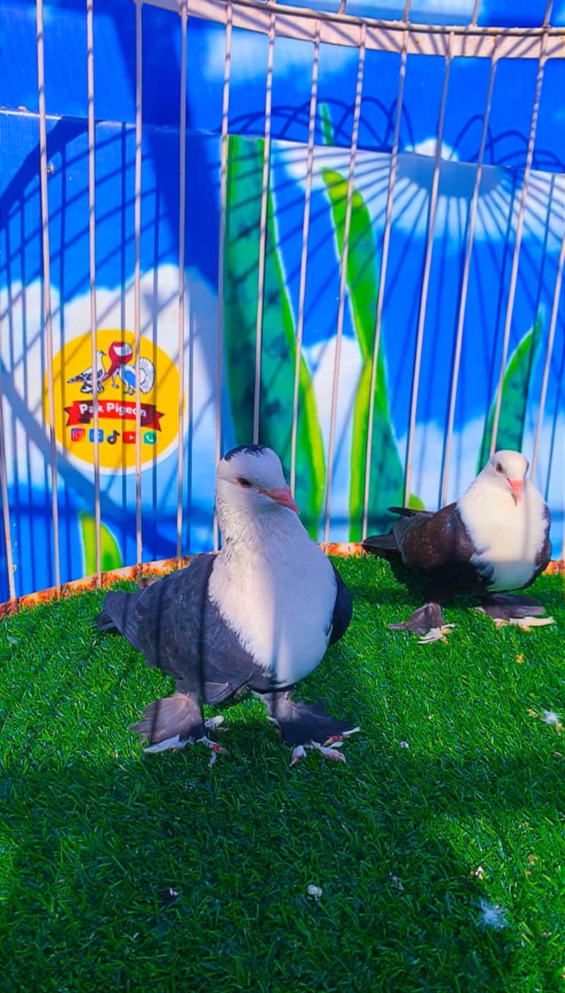 Fancy pigeon 1