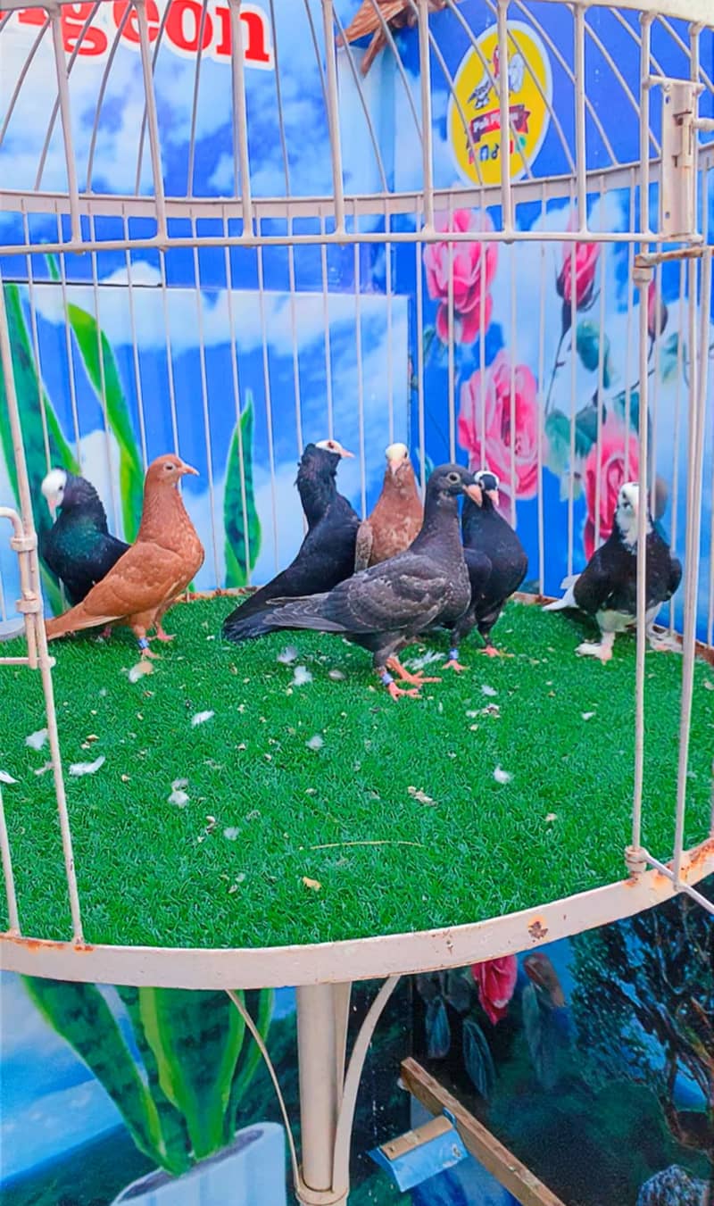 Fancy pigeon 2