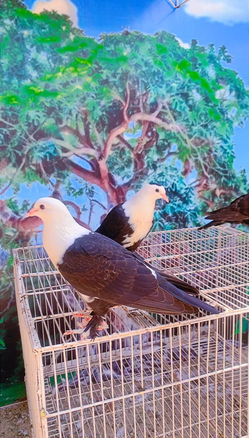 Fancy pigeon 3