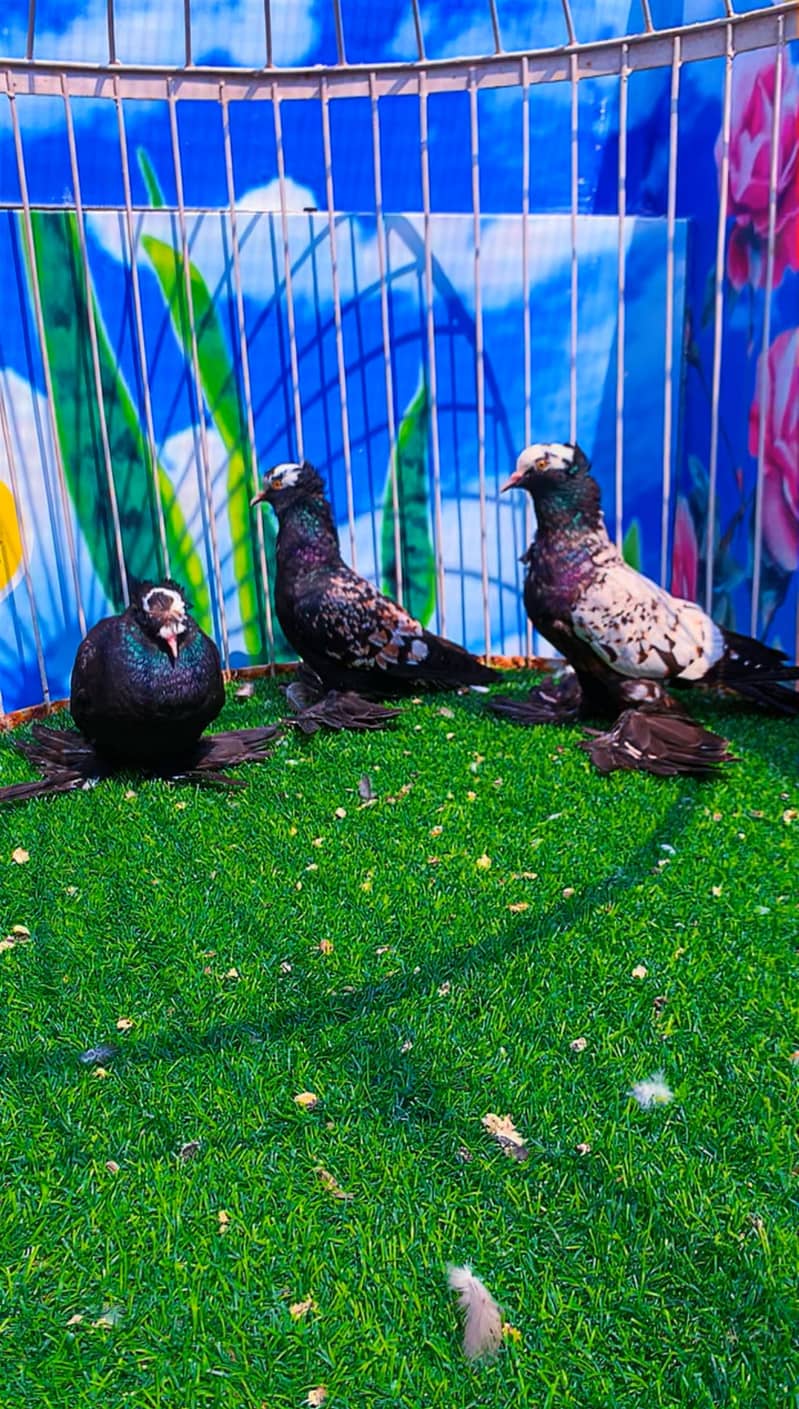Fancy pigeon 4