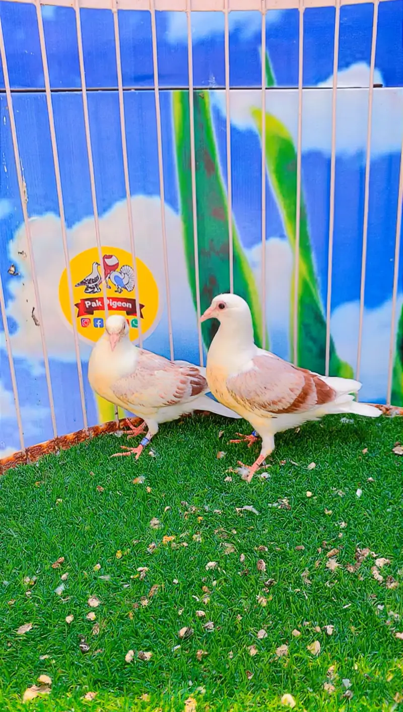Fancy pigeon — photo 6