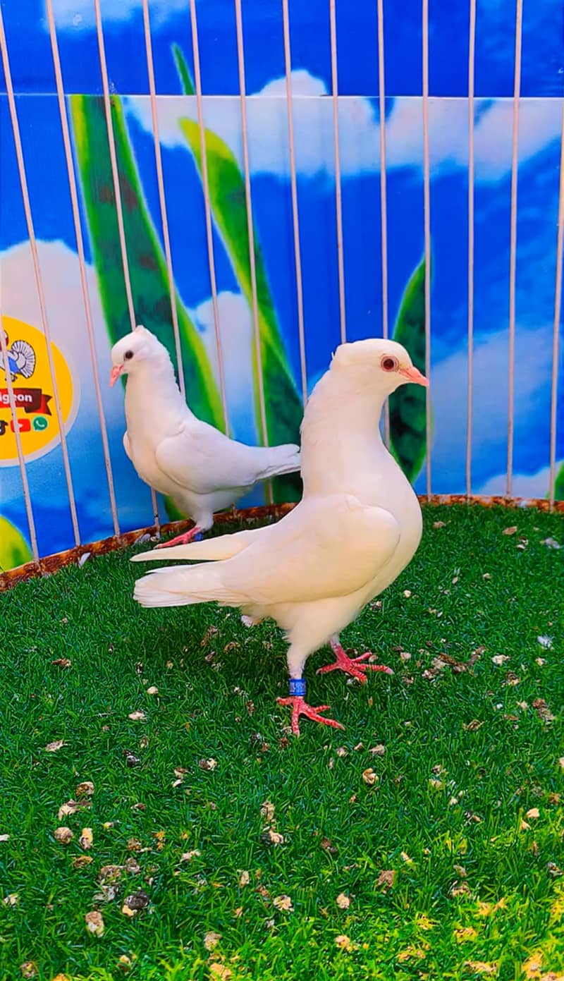 Fancy pigeon 6