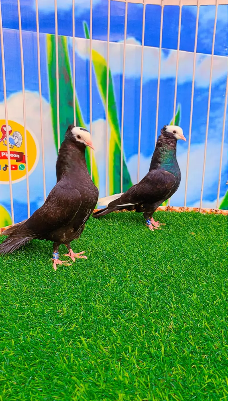 Fancy pigeon — photo 8