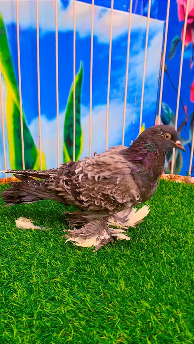 Fancy pigeon 8