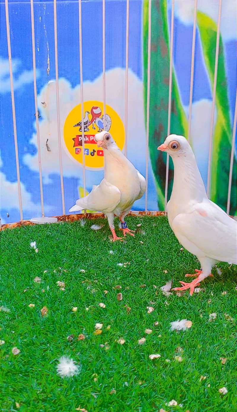 Fancy pigeon 9