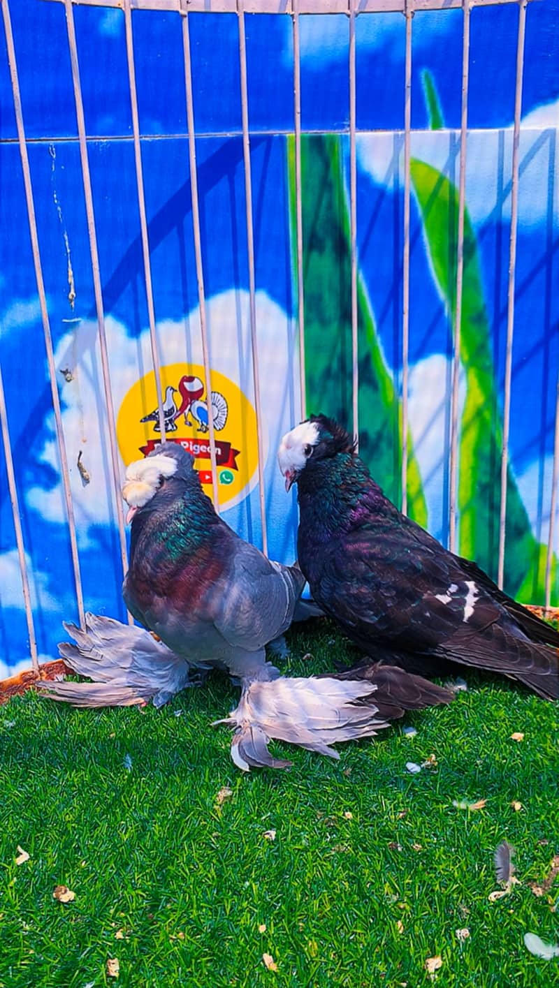 Fancy pigeon 10
