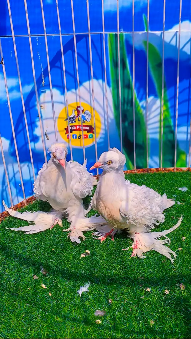 Fancy pigeon — photo 12