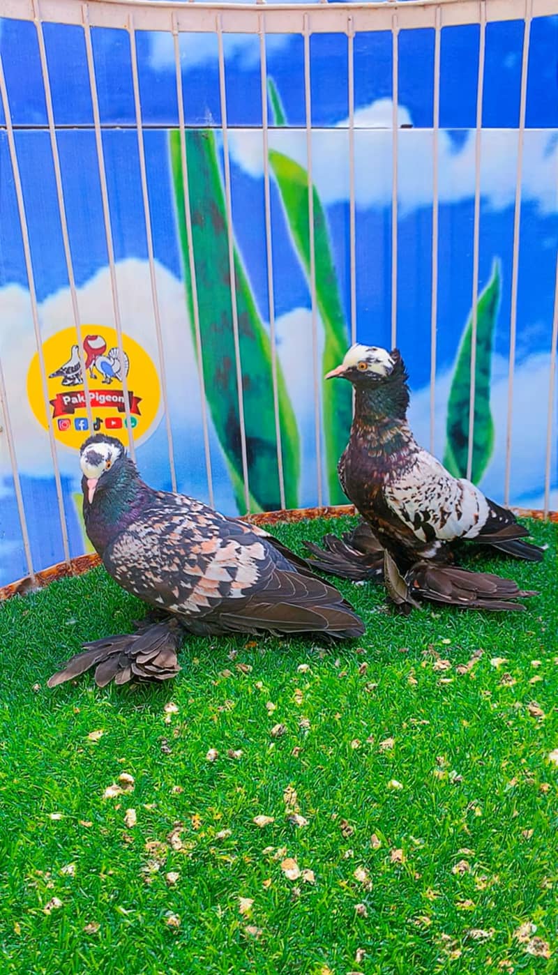 Fancy pigeon 12