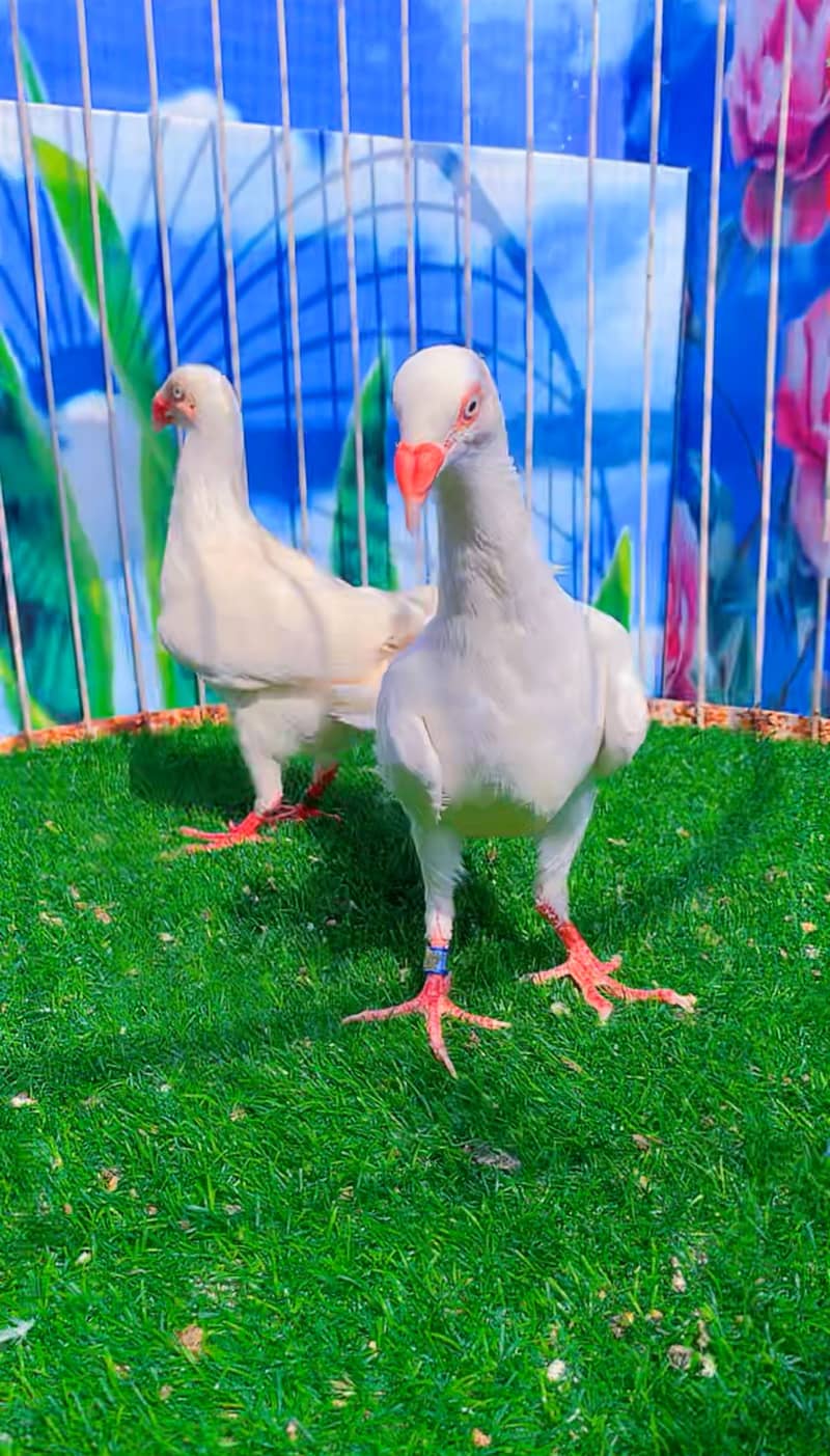 Fancy pigeon 13