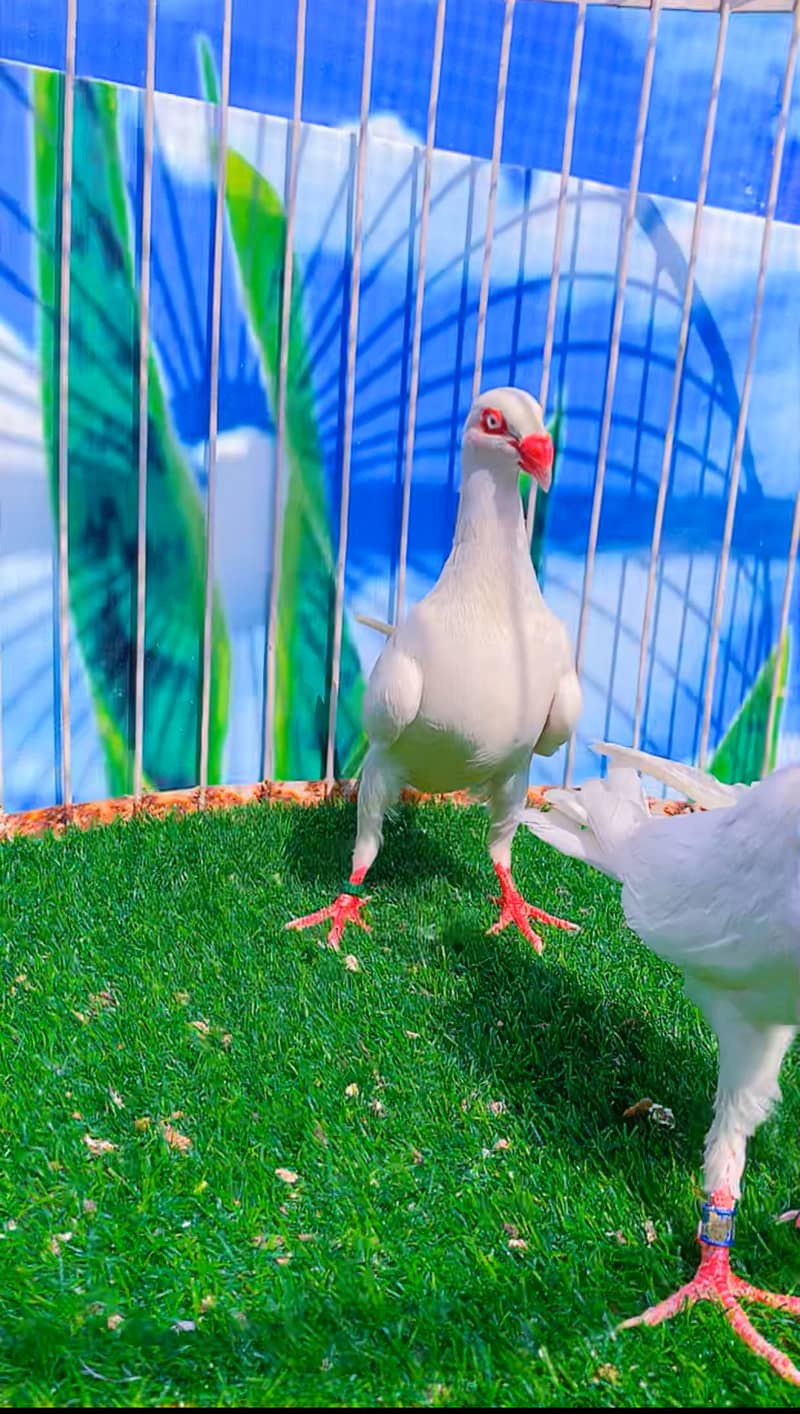 Fancy pigeon 14