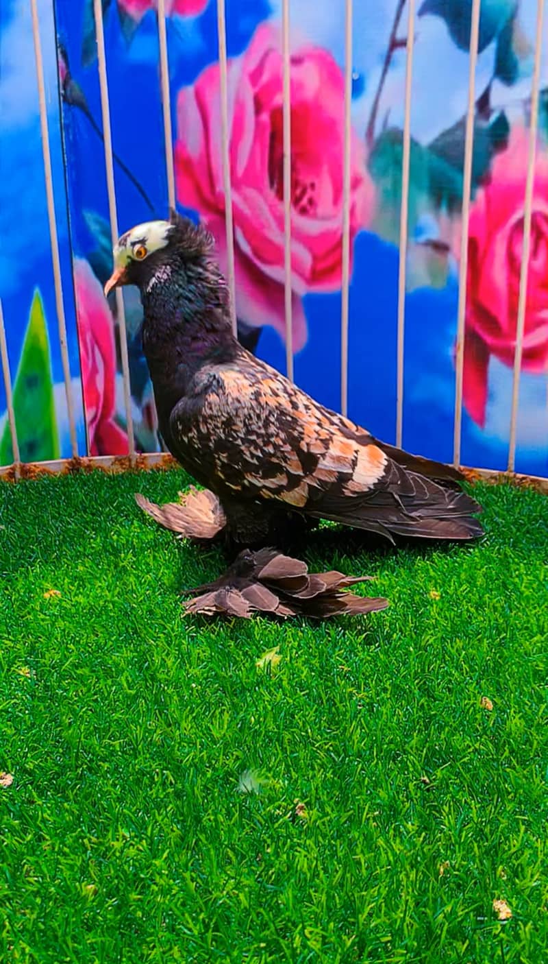 Fancy pigeon 15