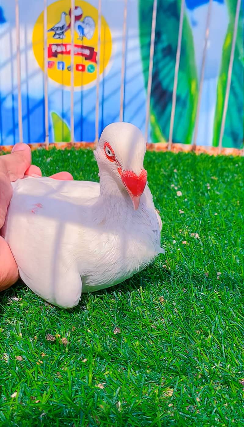 Fancy pigeon 16