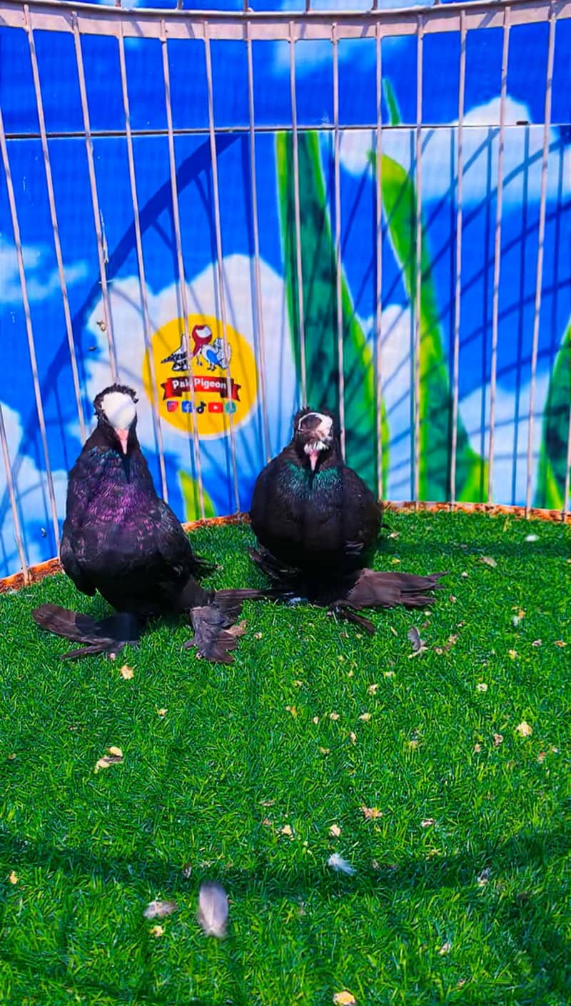 Fancy pigeon 17