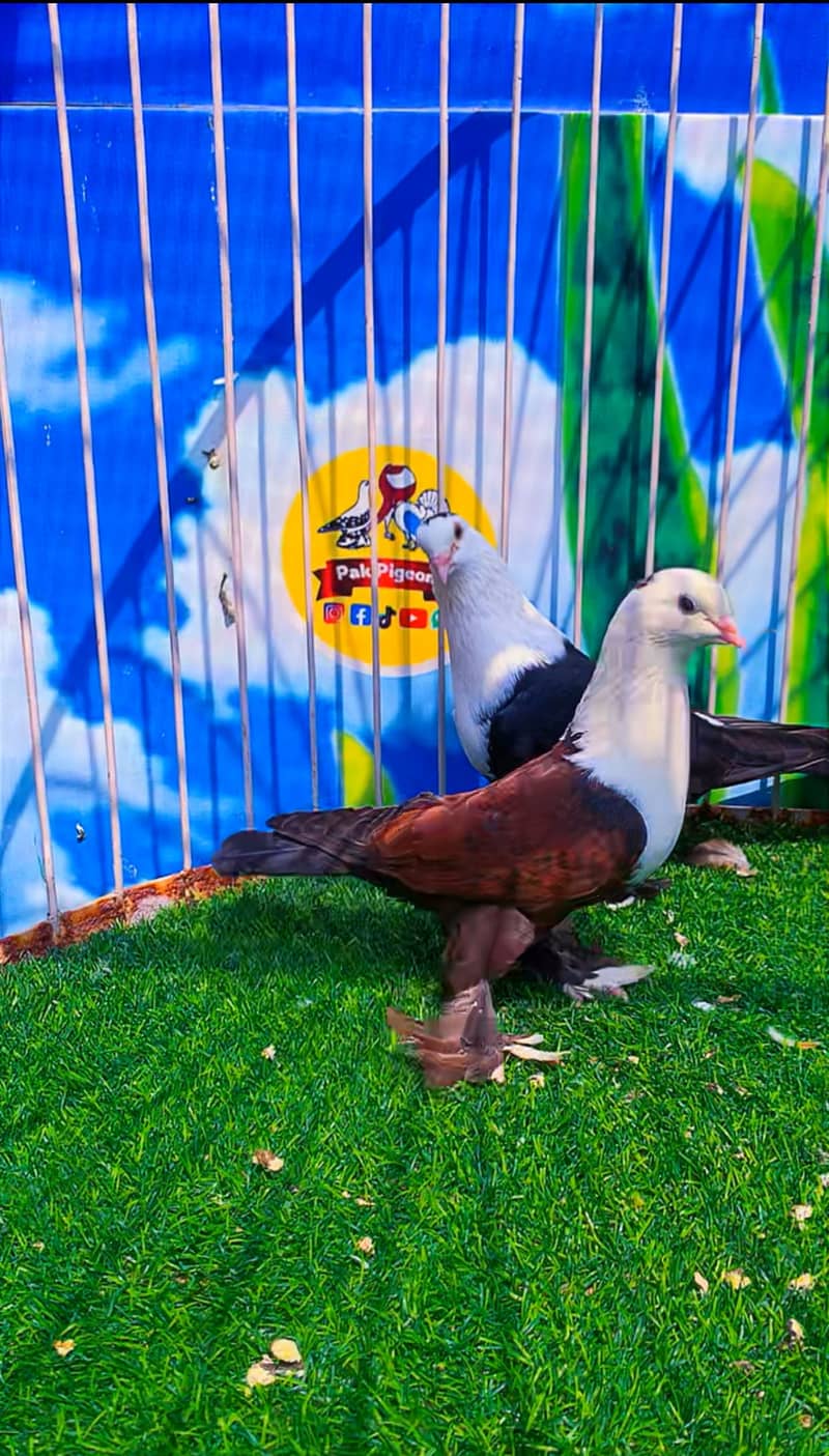 Fancy pigeon 18