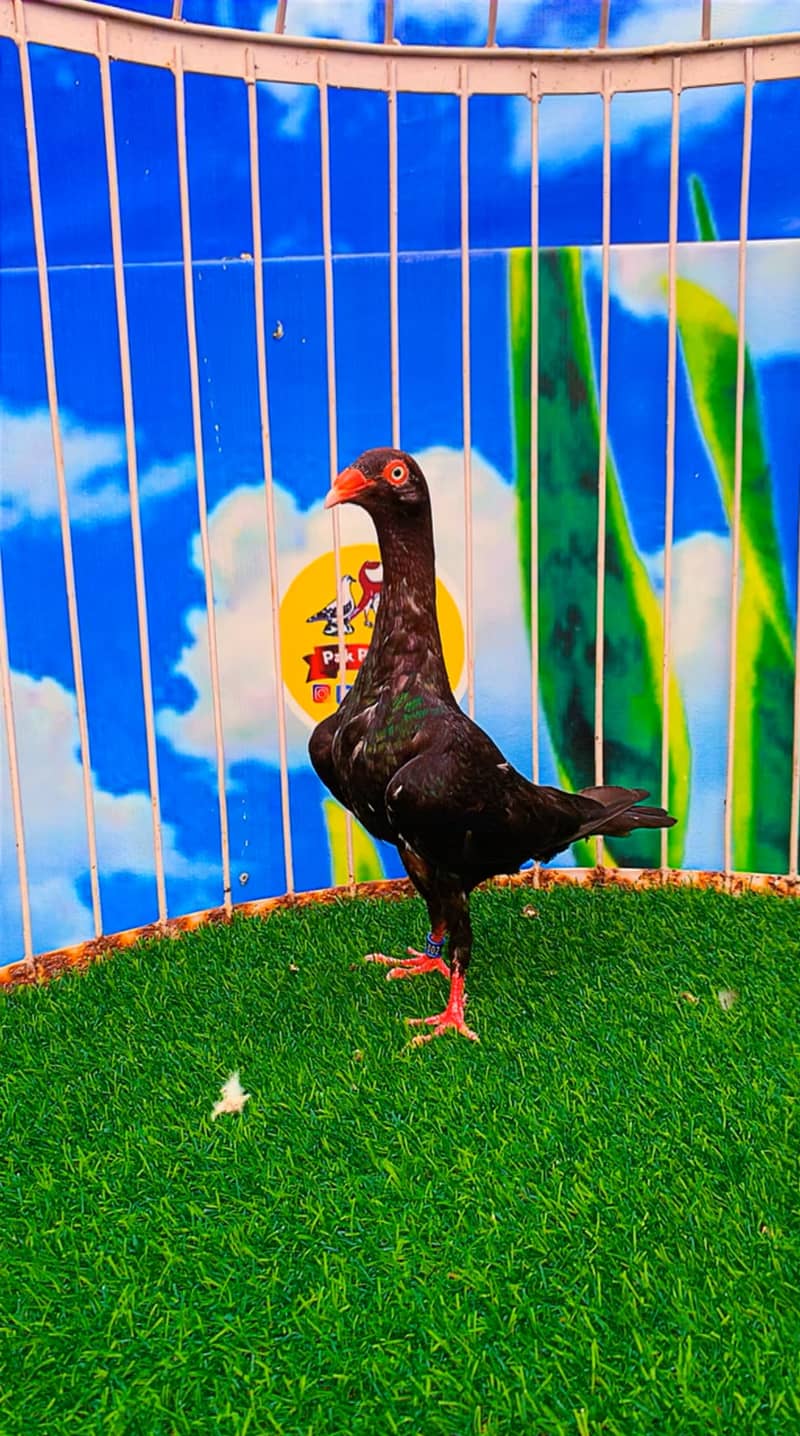 Fancy pigeon 19