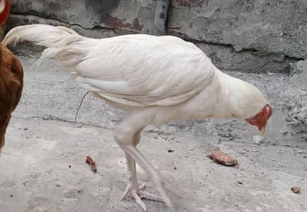 Heera Aseel white male patha