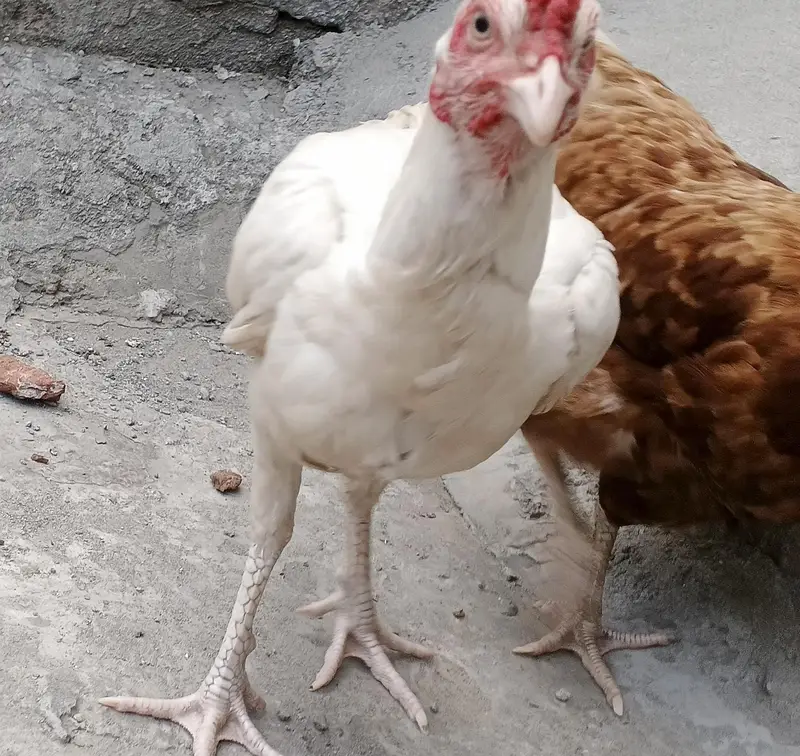 Heera Aseel white male patha — photo 2