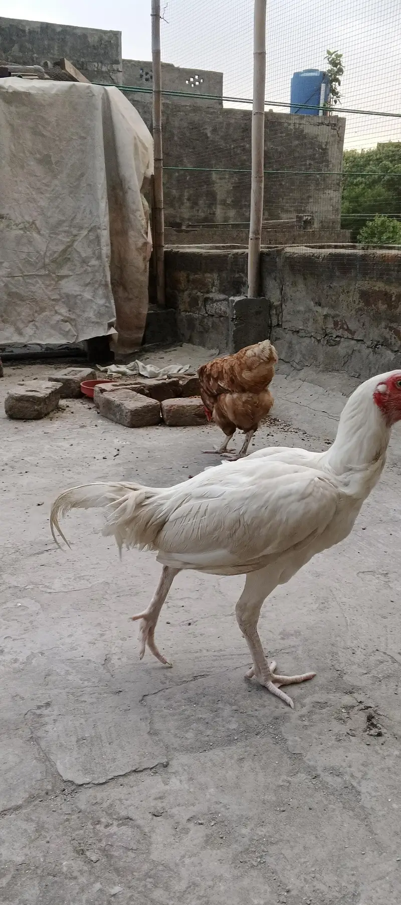 Heera Aseel white male patha — photo 3