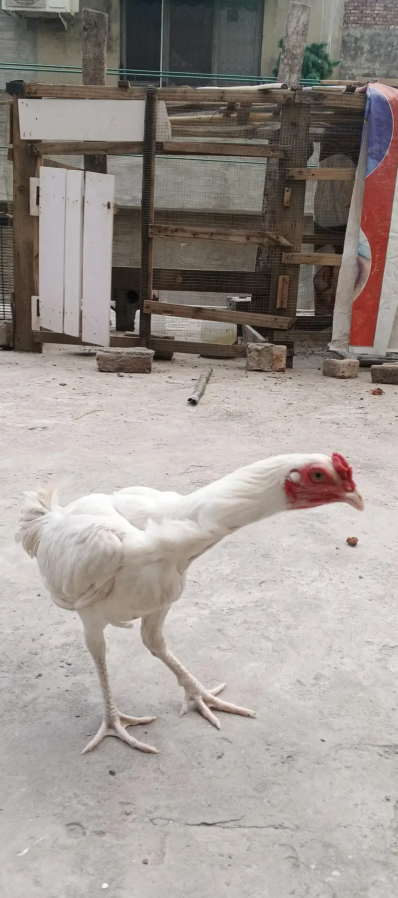 Heera Aseel white male patha — photo 4