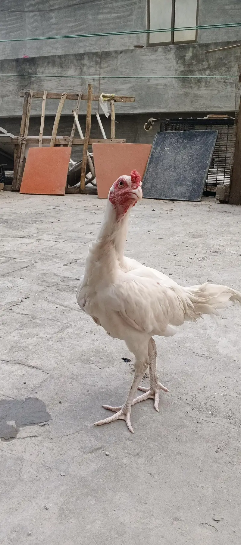 Heera Aseel white male patha — photo 6
