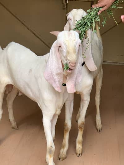 Rajanpuri/gulabi