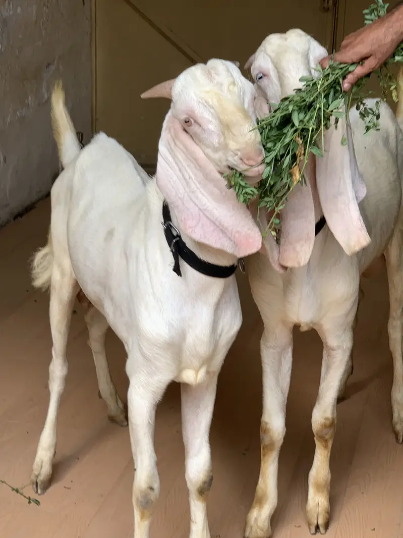 Rajanpuri/gulabi — photo 2