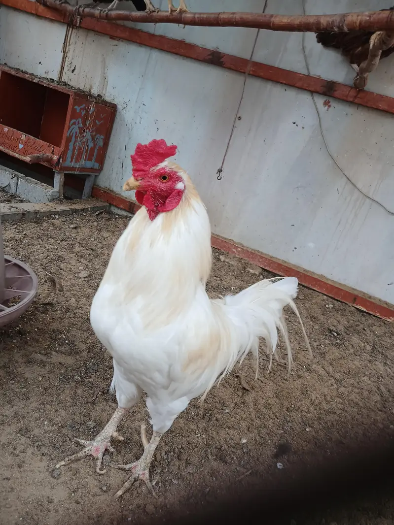 aseel hera murga — photo 2
