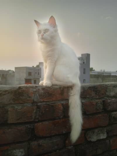 cat sale