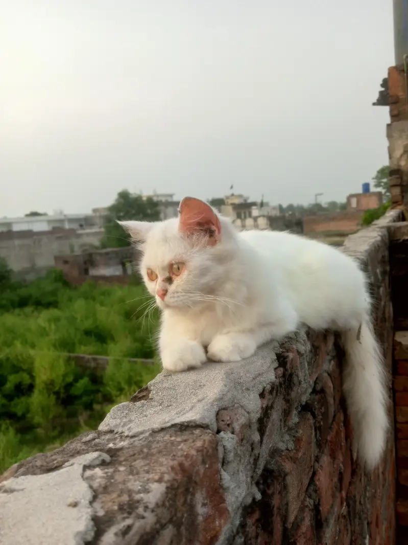 cat sale — photo 2