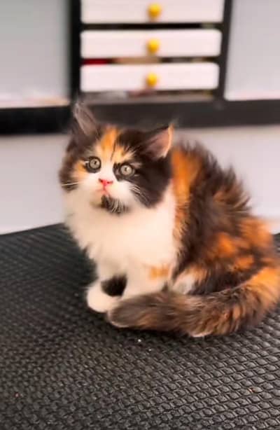 Persian kitten triple cot. for. . sale my WhatsApp03464290927