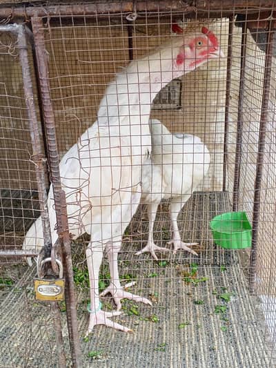 Paper White Heera Pair Age 8 Month