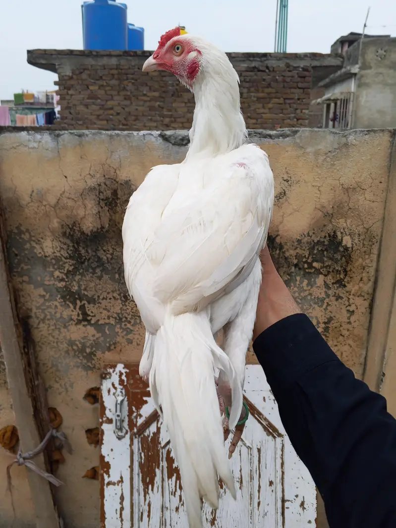 Paper White Heera Pair Age 8 Month — photo 2