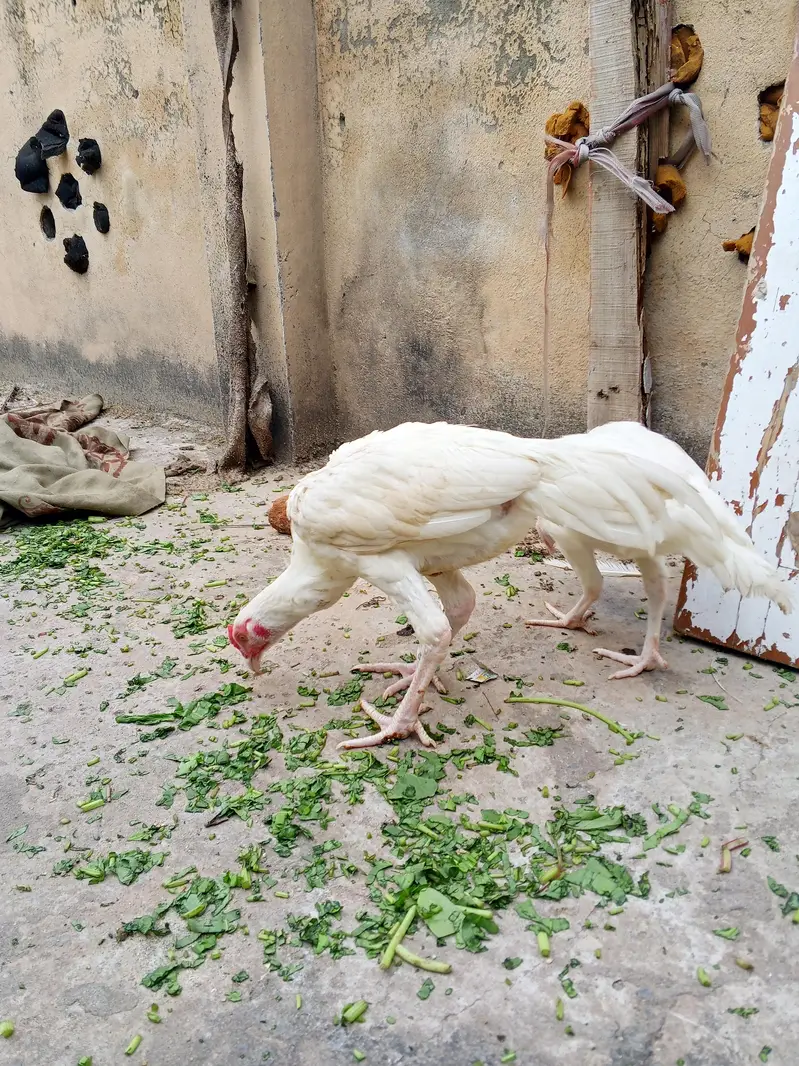 Paper White Heera Pair Age 8 Month — photo 3