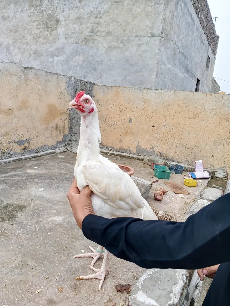 Paper White Heera Pair Age 8 Month — photo 4