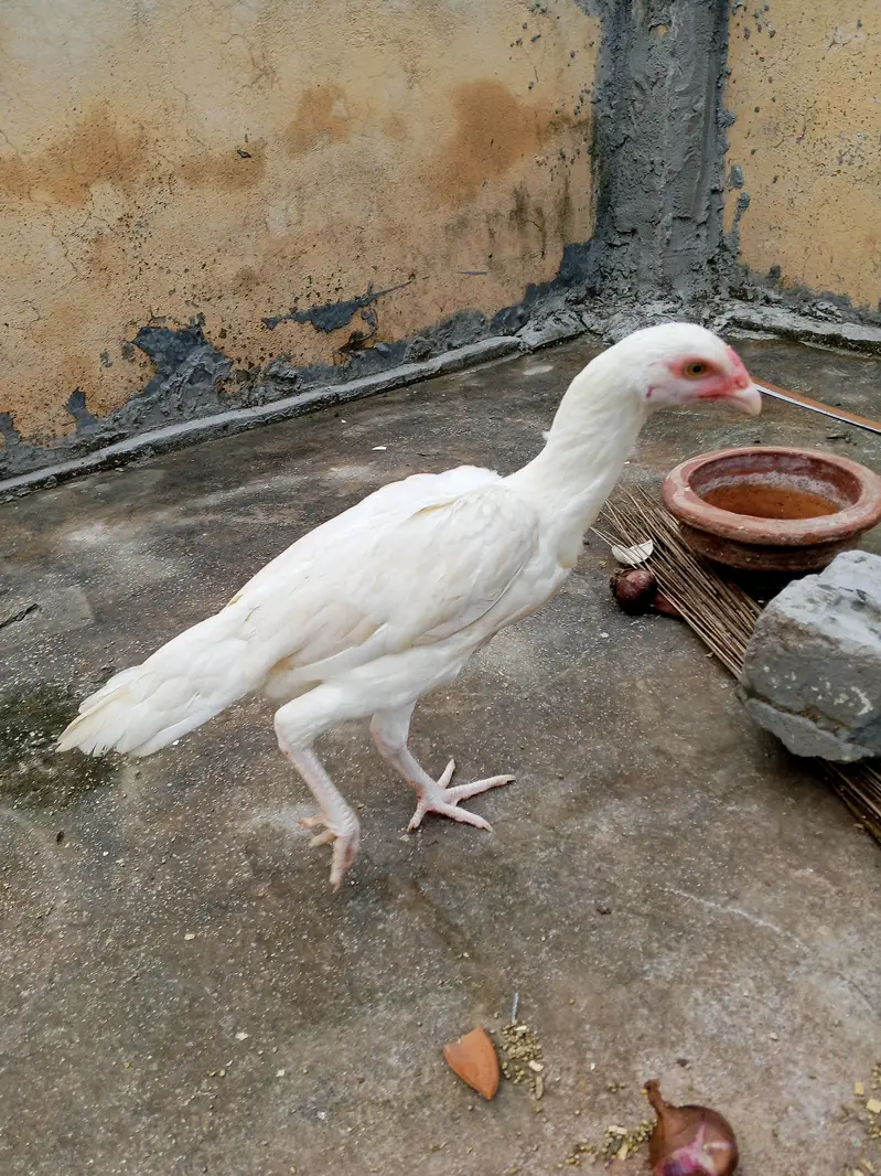 Paper White Heera Pair Age 8 Month — photo 5