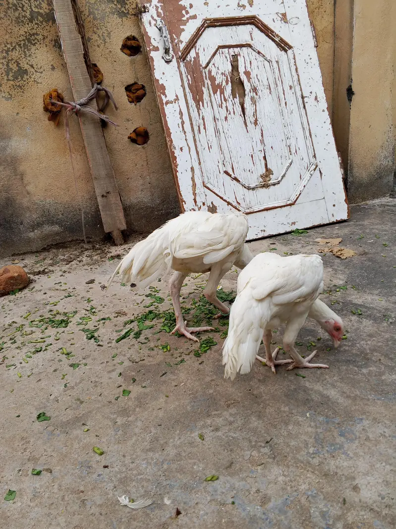 Paper White Heera Pair Age 8 Month — photo 6