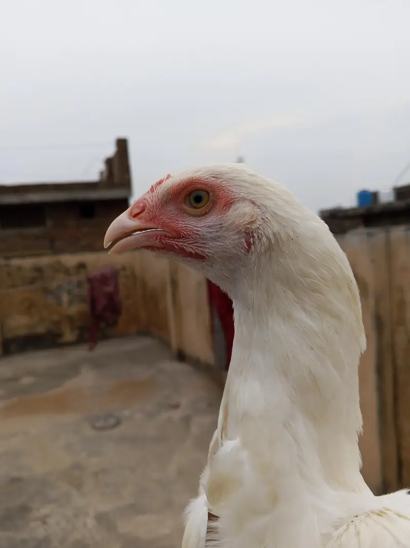 Paper White Heera Pair Age 8 Month — photo 7
