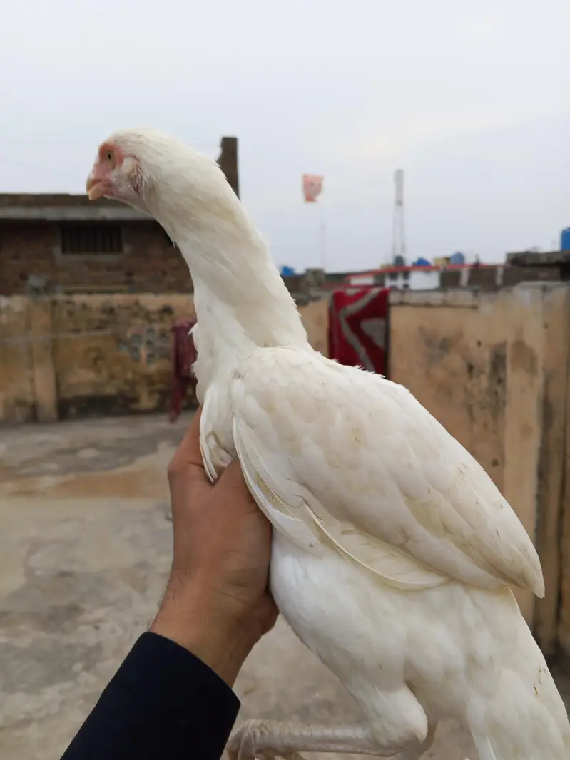 Paper White Heera Pair Age 8 Month — photo 8