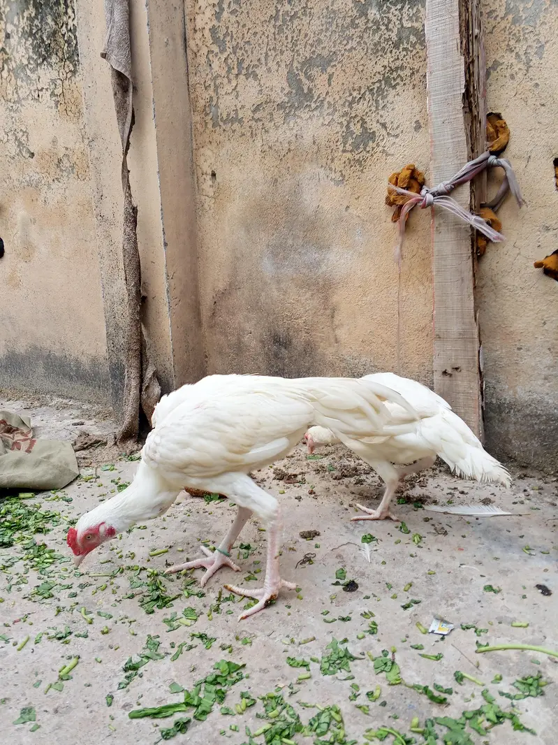 Paper White Heera Pair Age 8 Month — photo 9