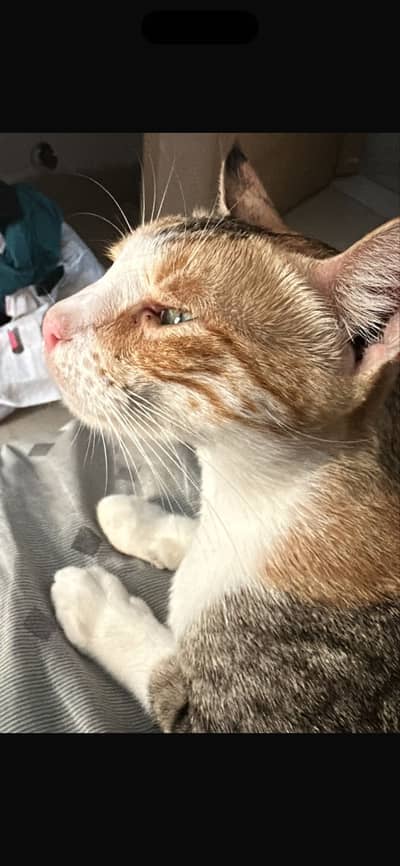 Cat for Sale