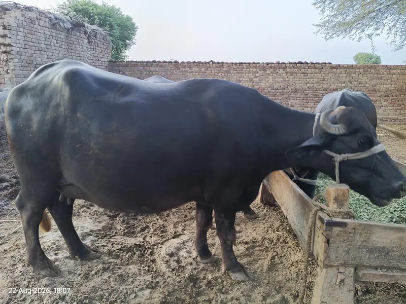 خوبصورت نیلی راوی پہلن چوٹی تیار — photo 3