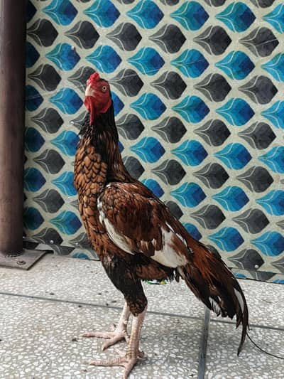for sale Aseel MIANWALI